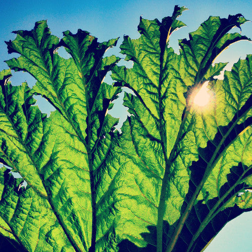 Gunnera { Vinyl } 【 VINYL 】